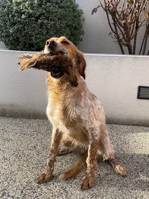 chasse